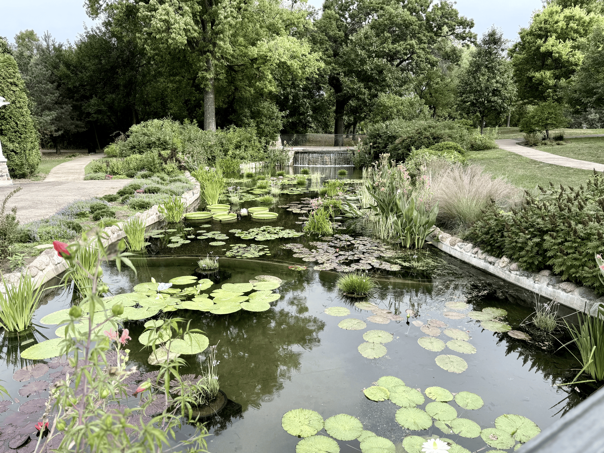 A photograph of lily pads in a water feature near Lake Como; they're covering the surface of the water. There's a bridge in the background crossing the water feature.